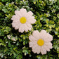 Daisy Lovers Freshie